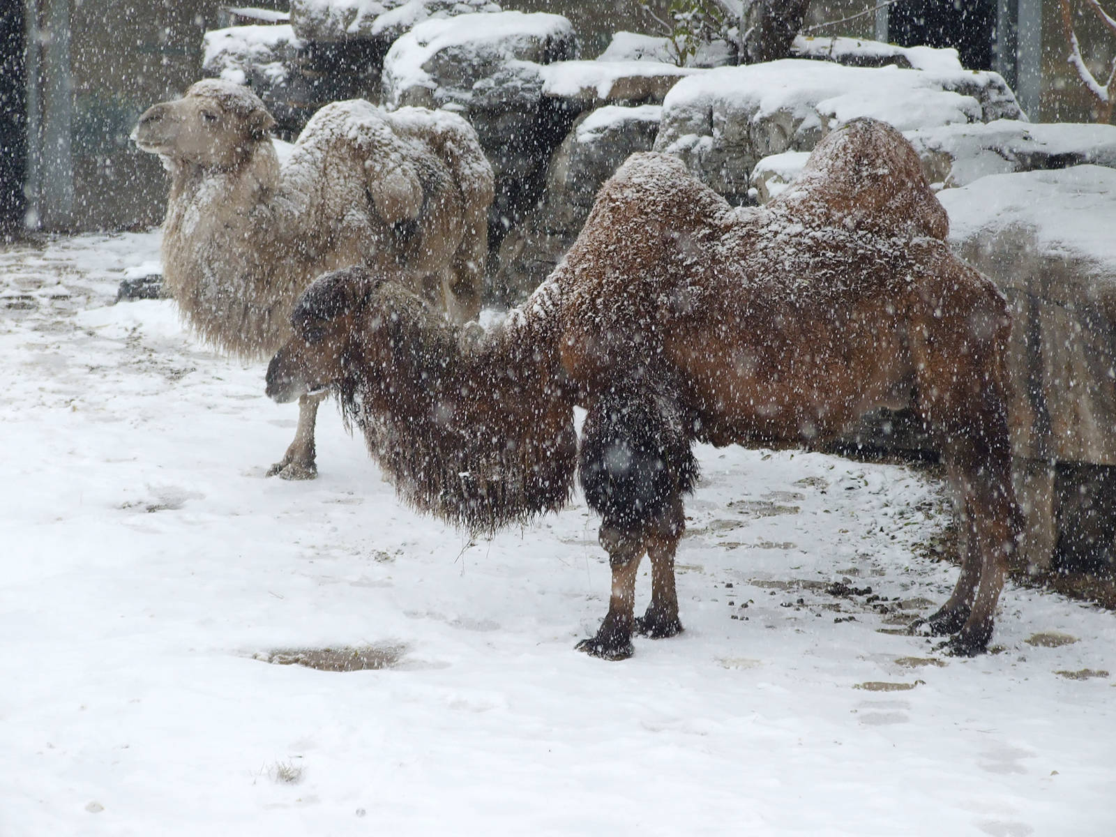 Bactrian camel