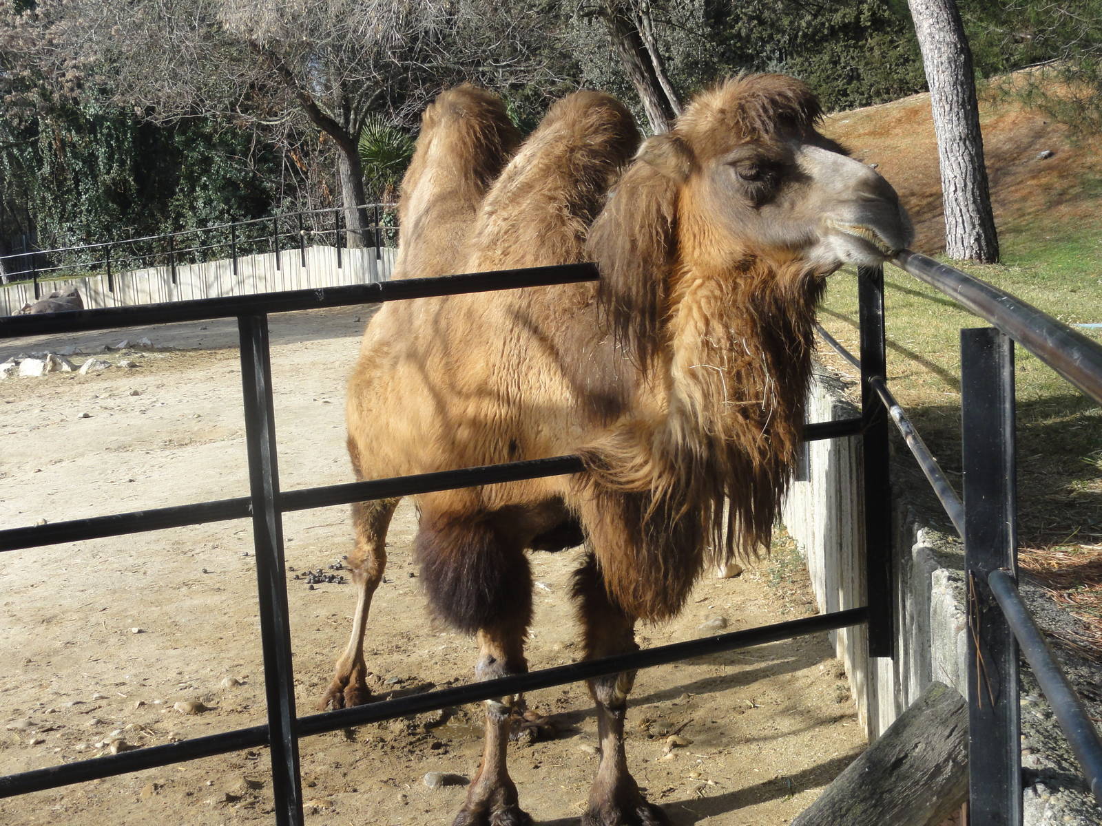 Bactrian camel