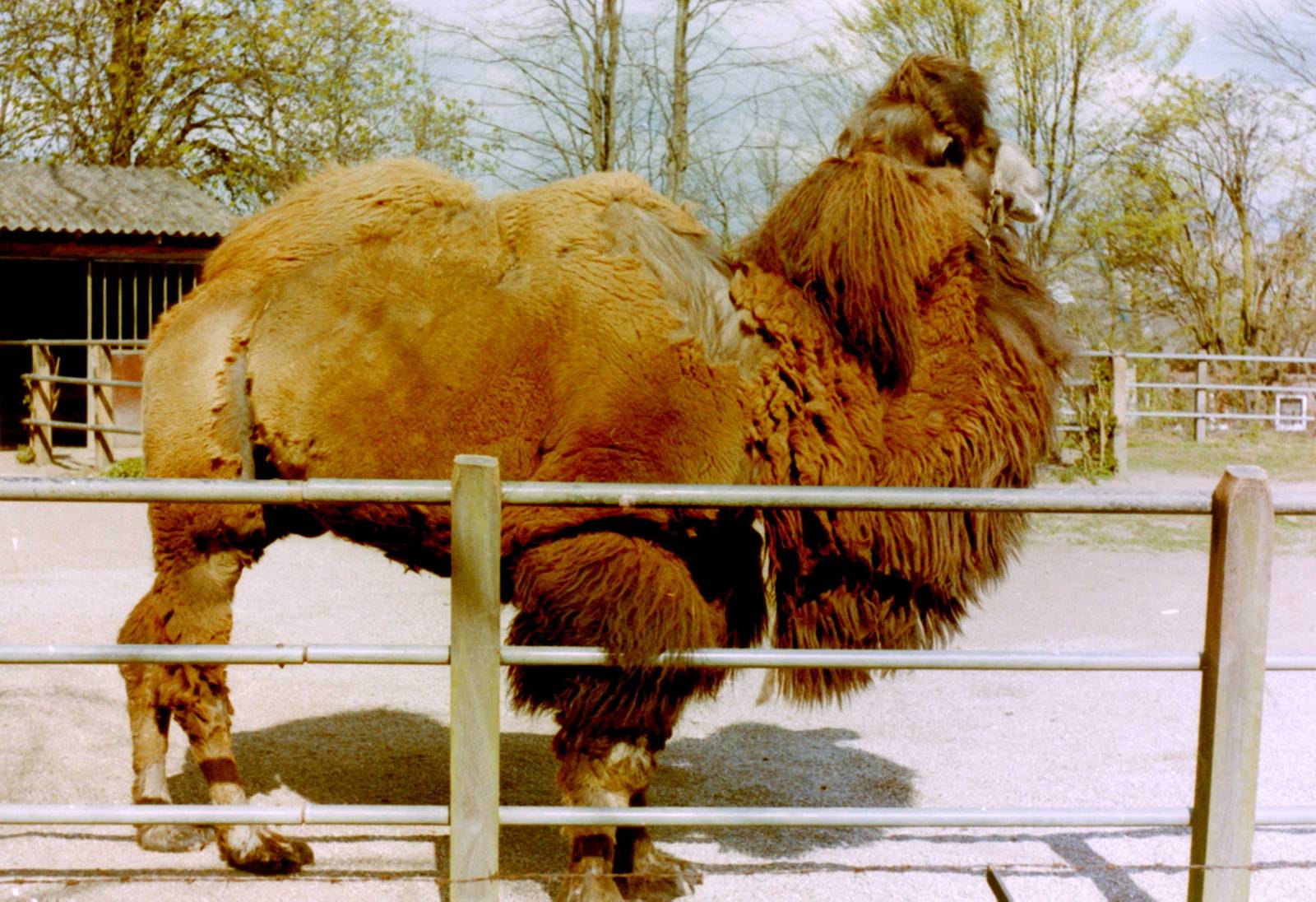 Bactrian camel
