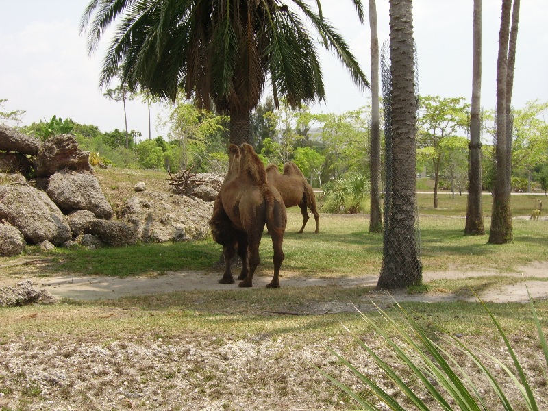 Bactrian Camel