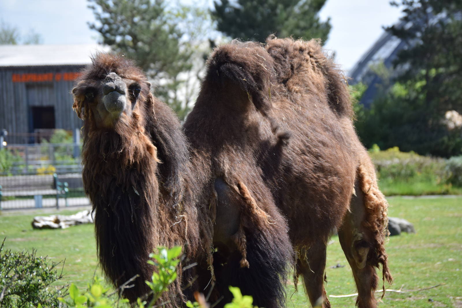 Bactrian camel
