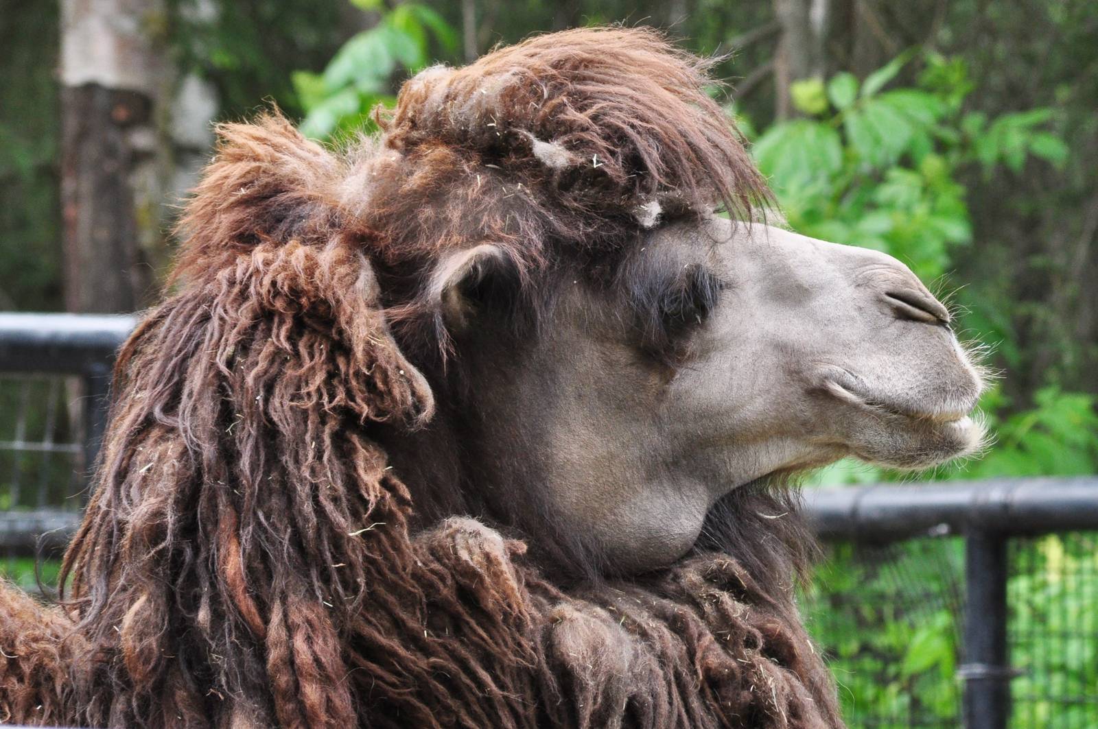 Bactrian Camel