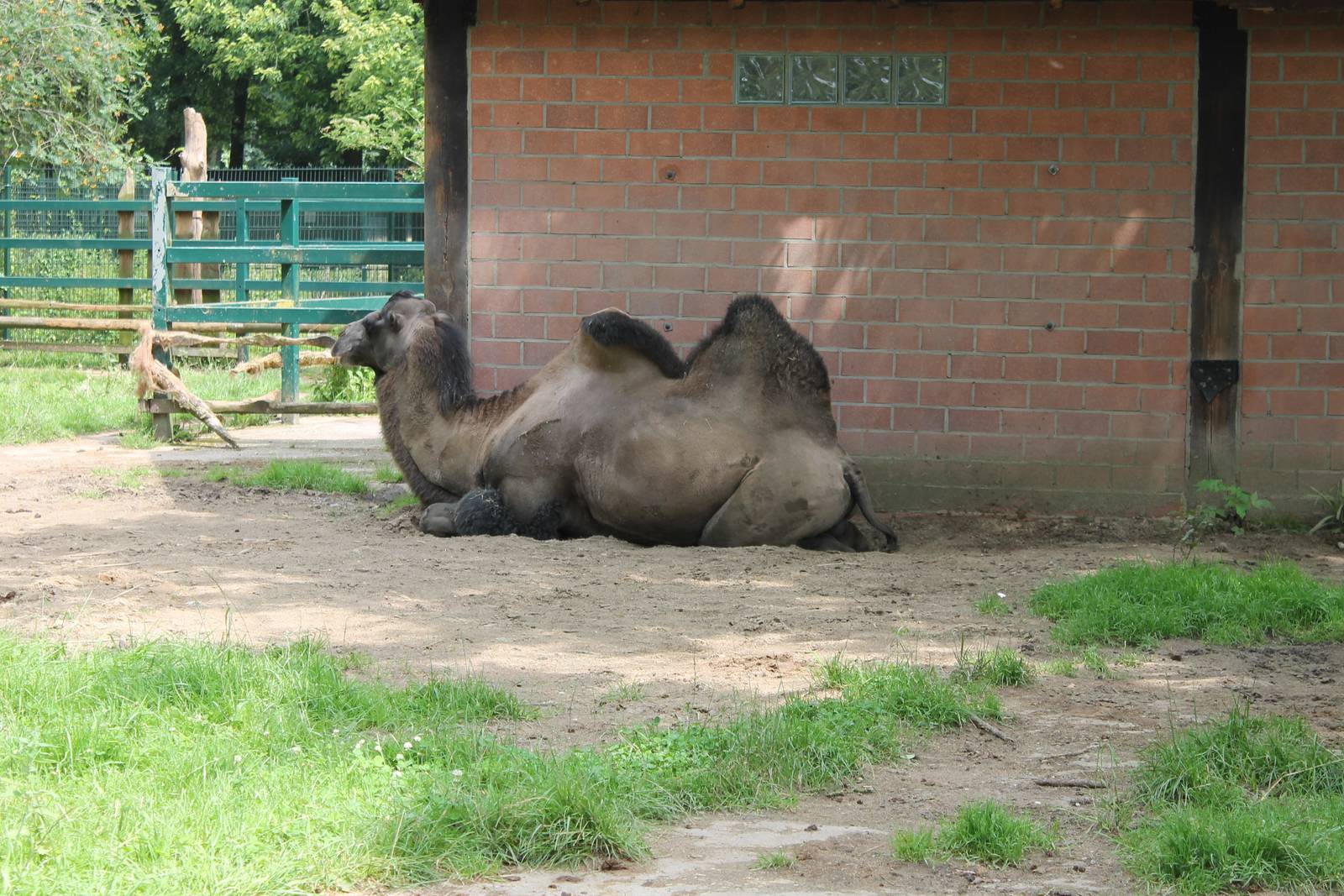 Bactrian camel