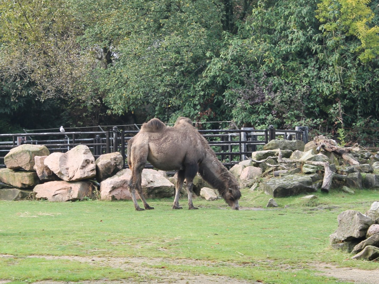 Bactrian camel