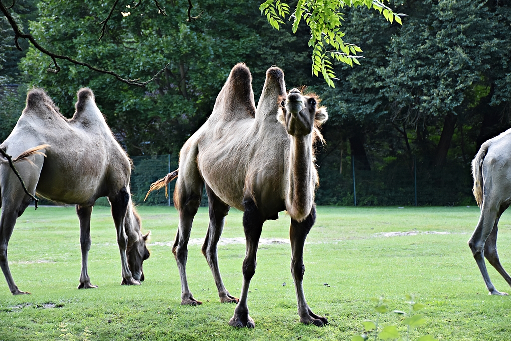 Bactrian camel