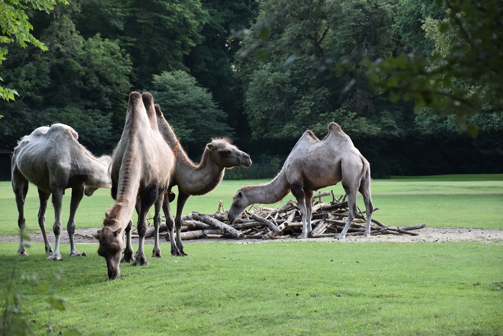 Bactrian camel