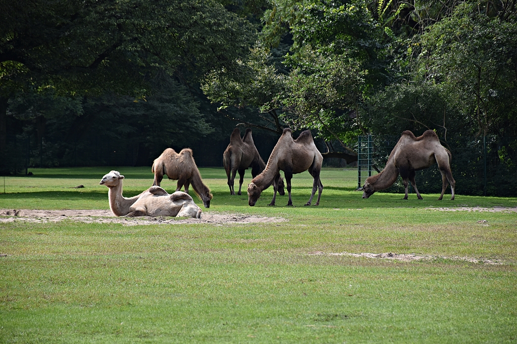 Bactrian camel