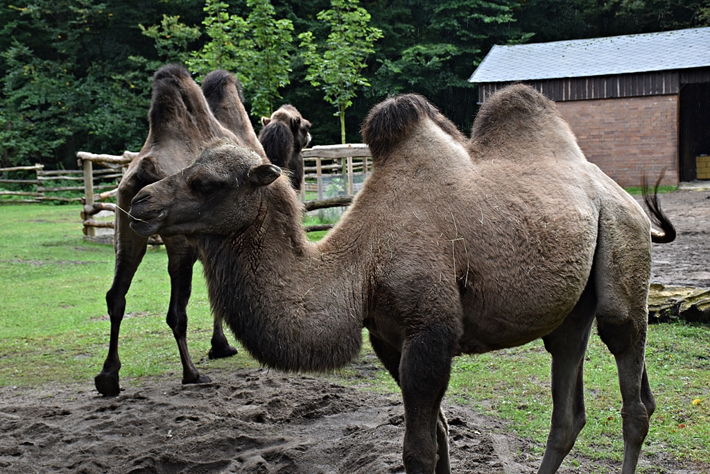 Bactrian camel