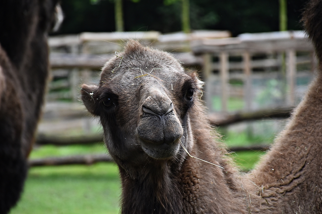 Bactrian camel
