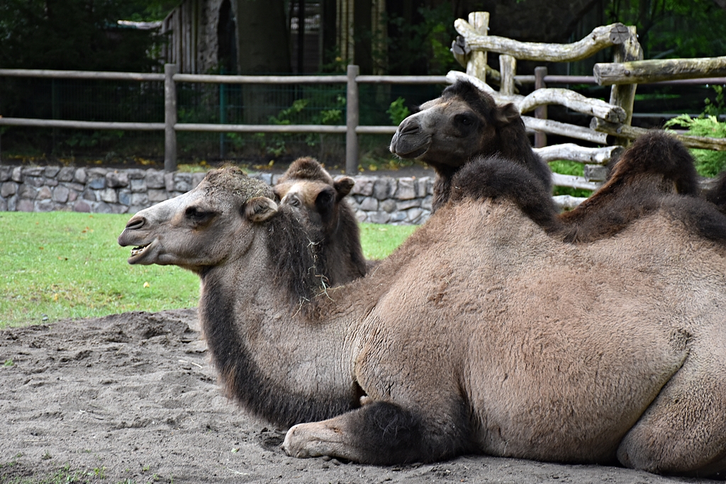 Bactrian camel