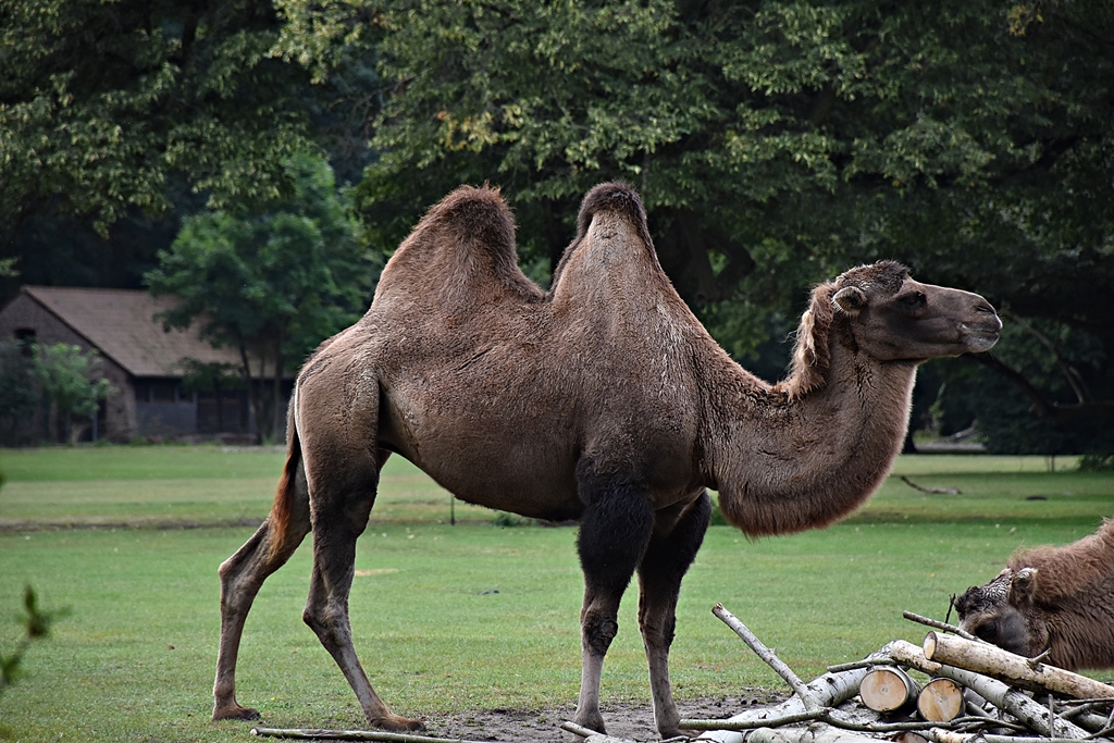 Bactrian camel