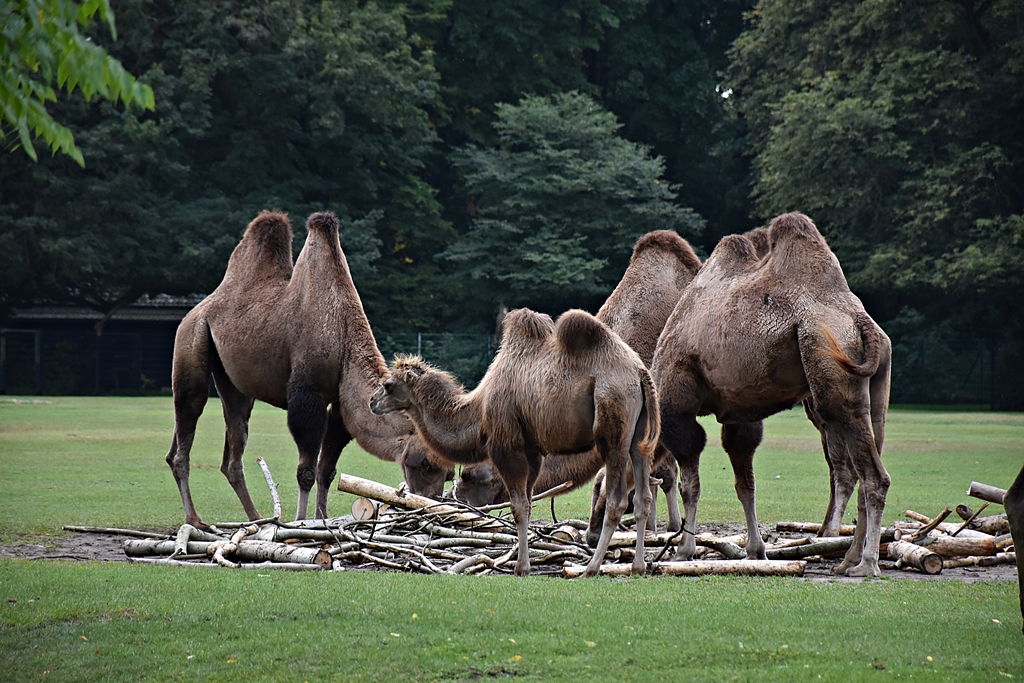 Bactrian camel