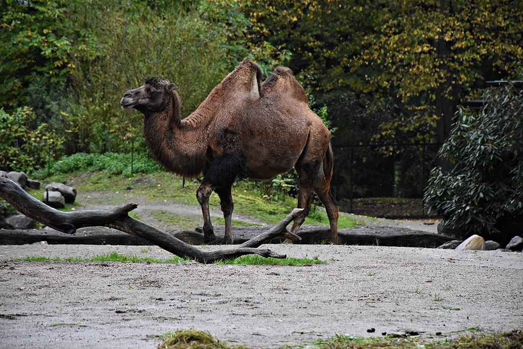 Bactrian camel