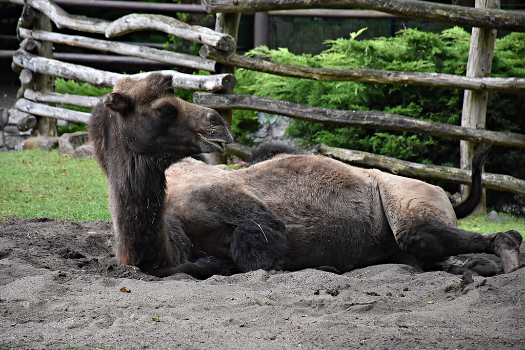 Bactrian camel
