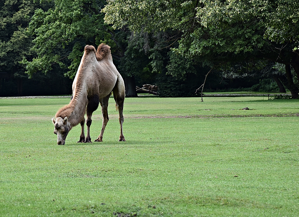 Bactrian camel