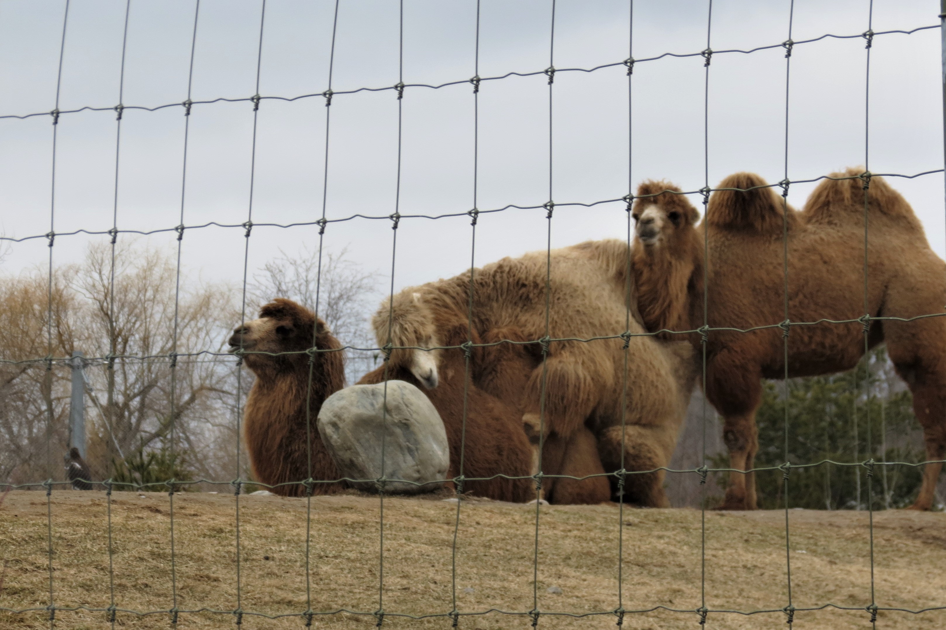 Bactrian Camel