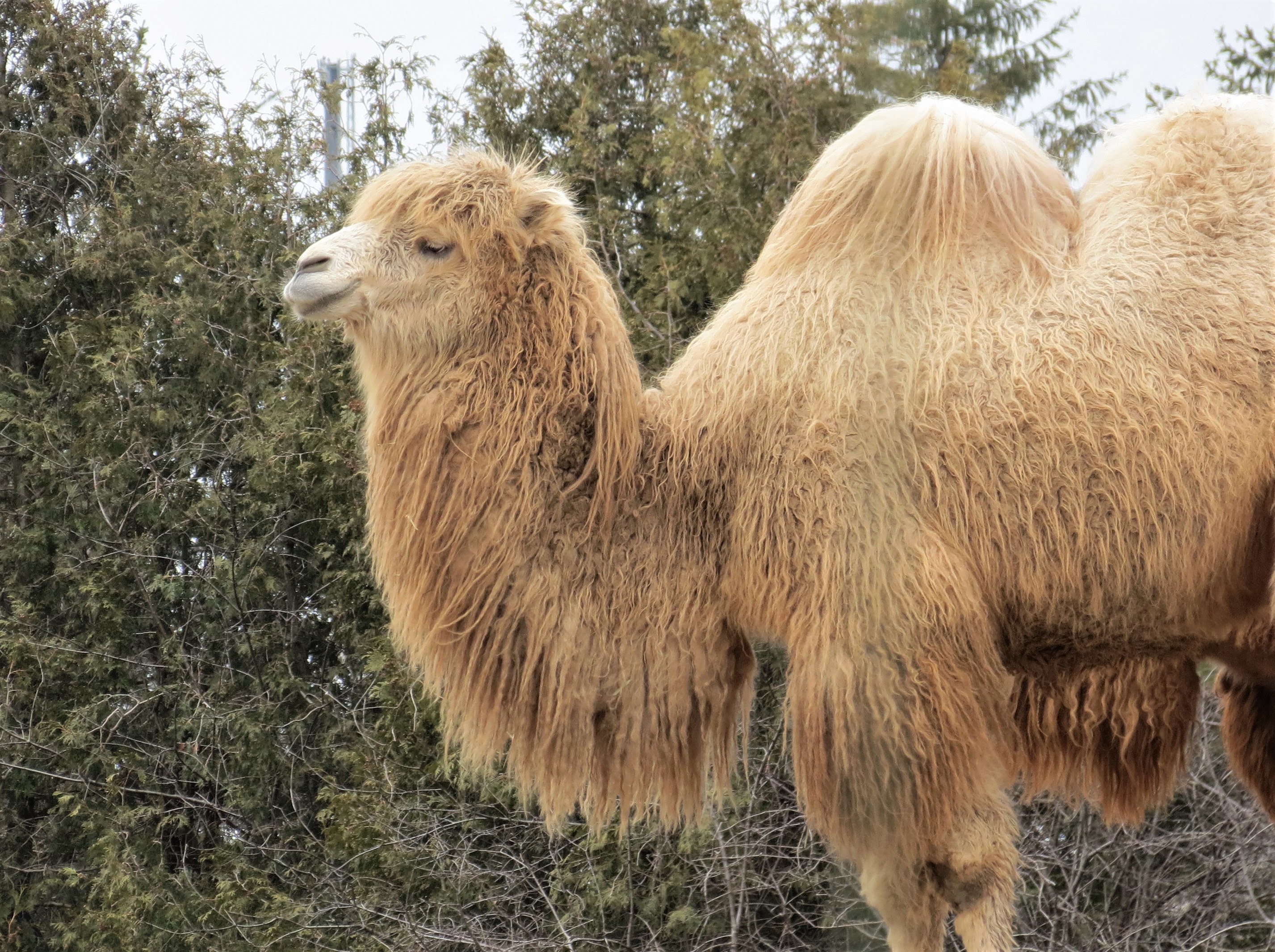 Bactrian Camel