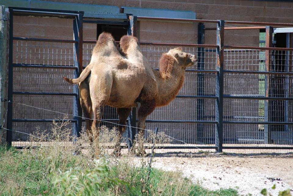 Bactrian Camel