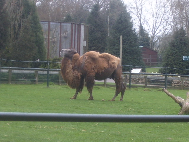 Bactrian Camel