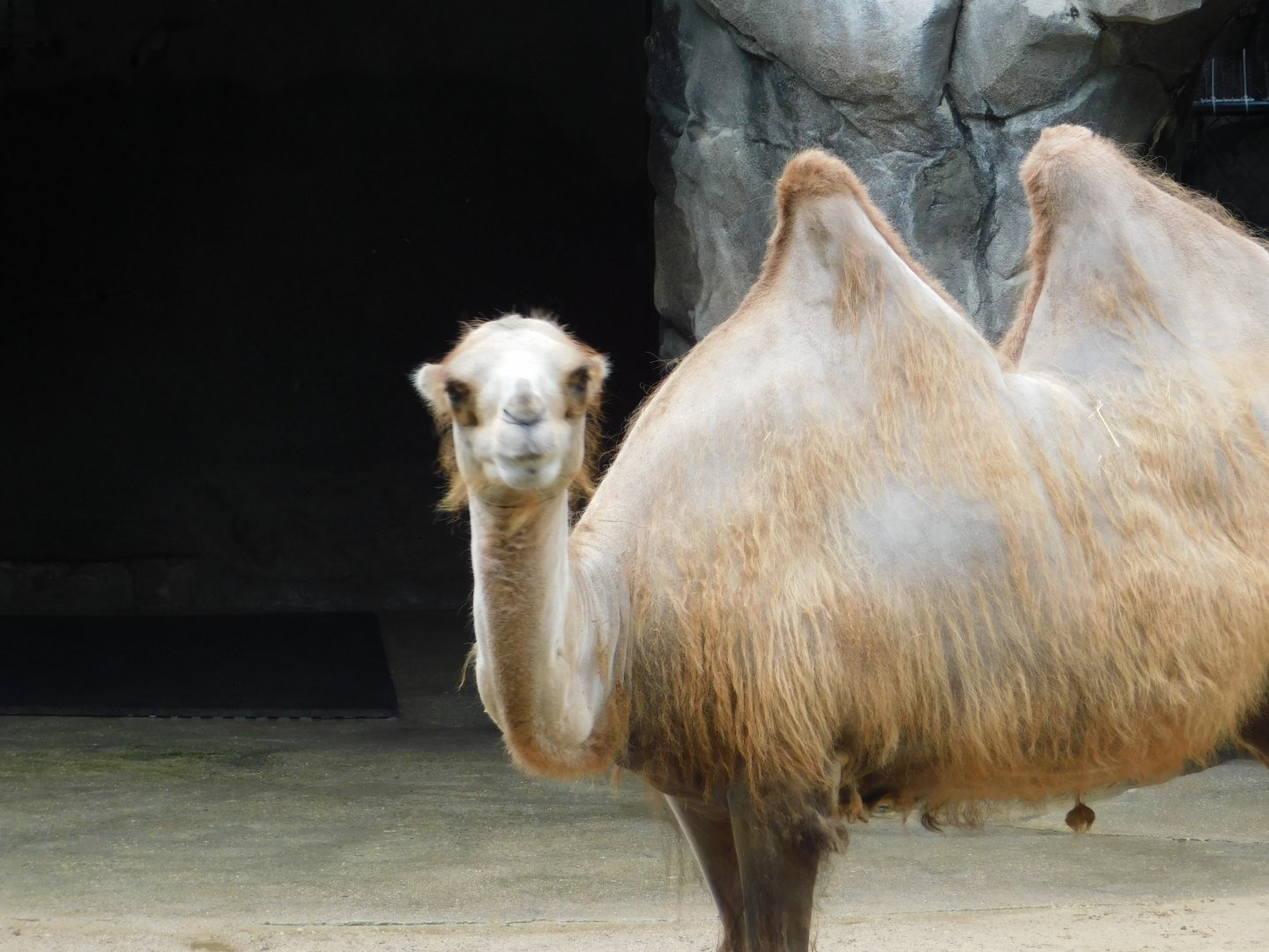 Bactrian Camel