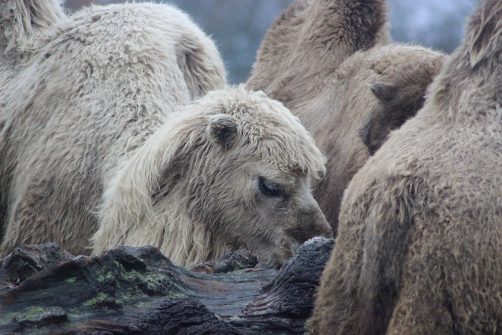 Bactrian camel