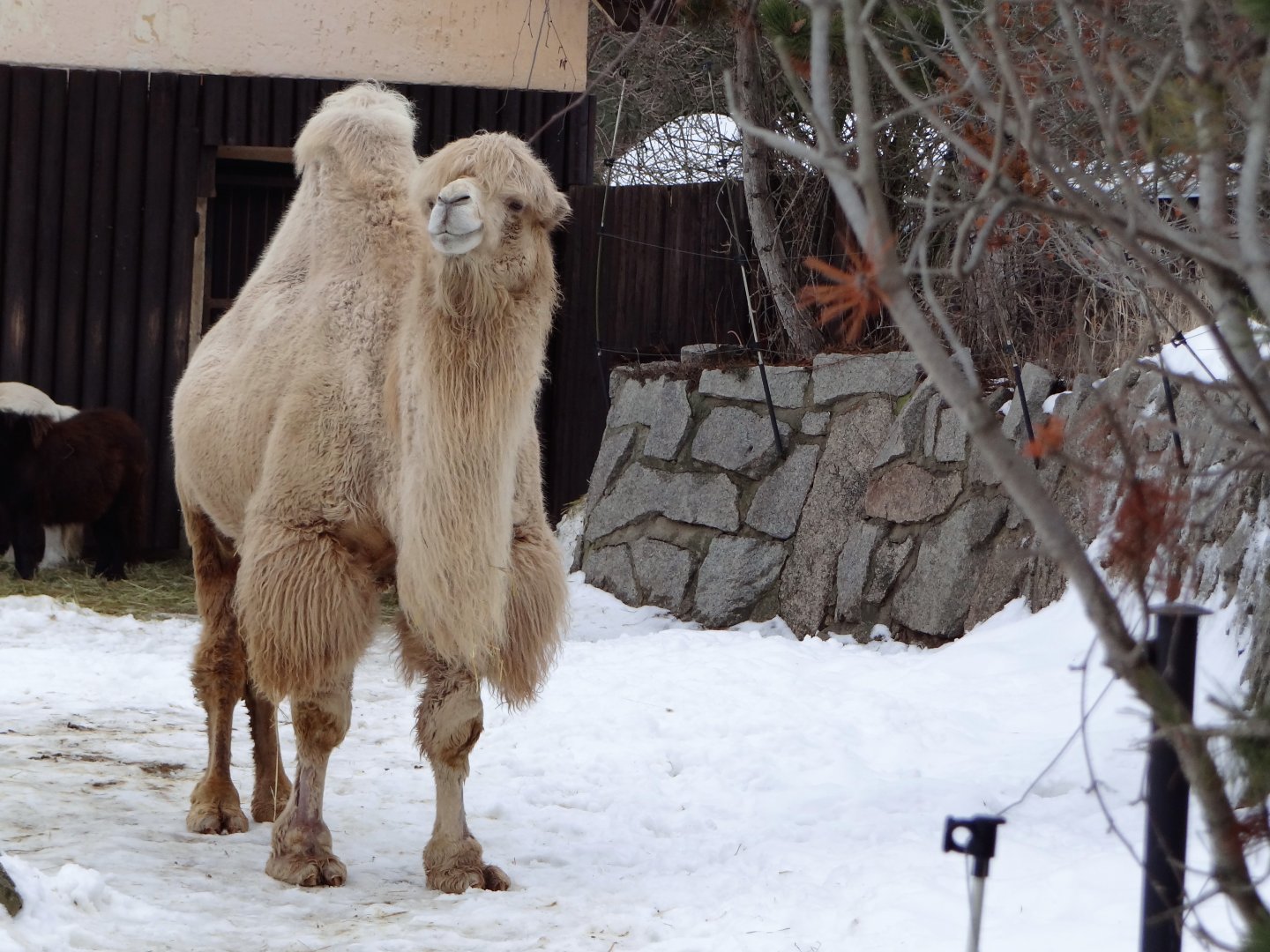 Bactrian Camel