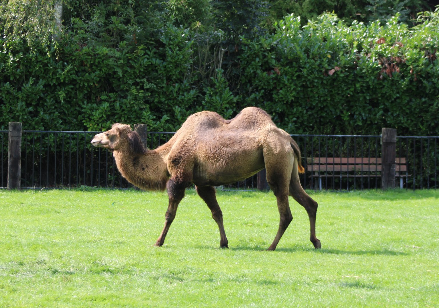 Bactrian camel