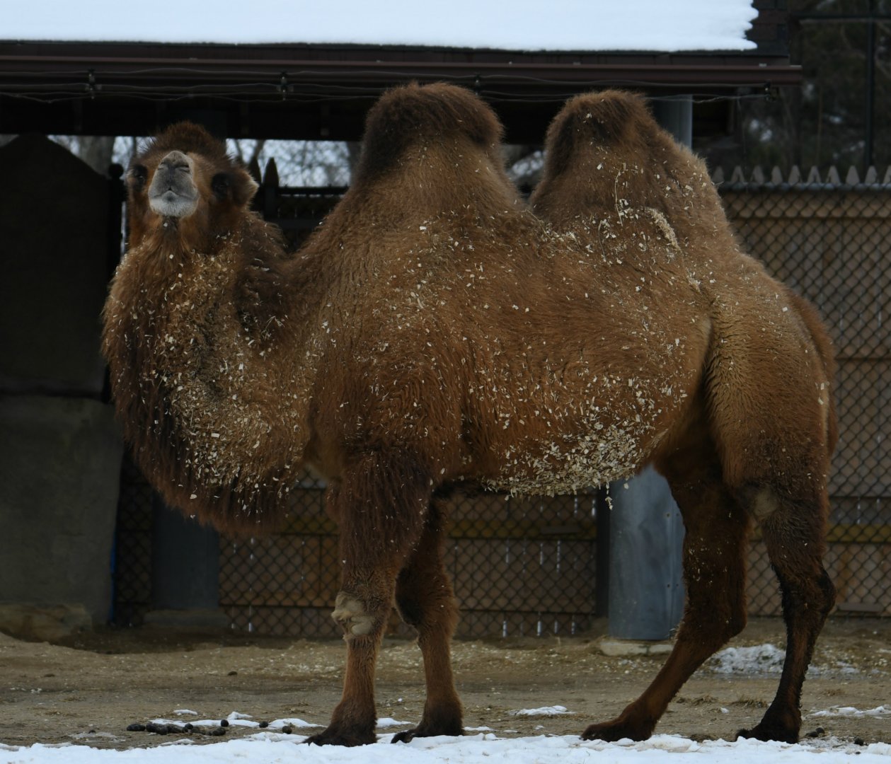 Bactrian camel