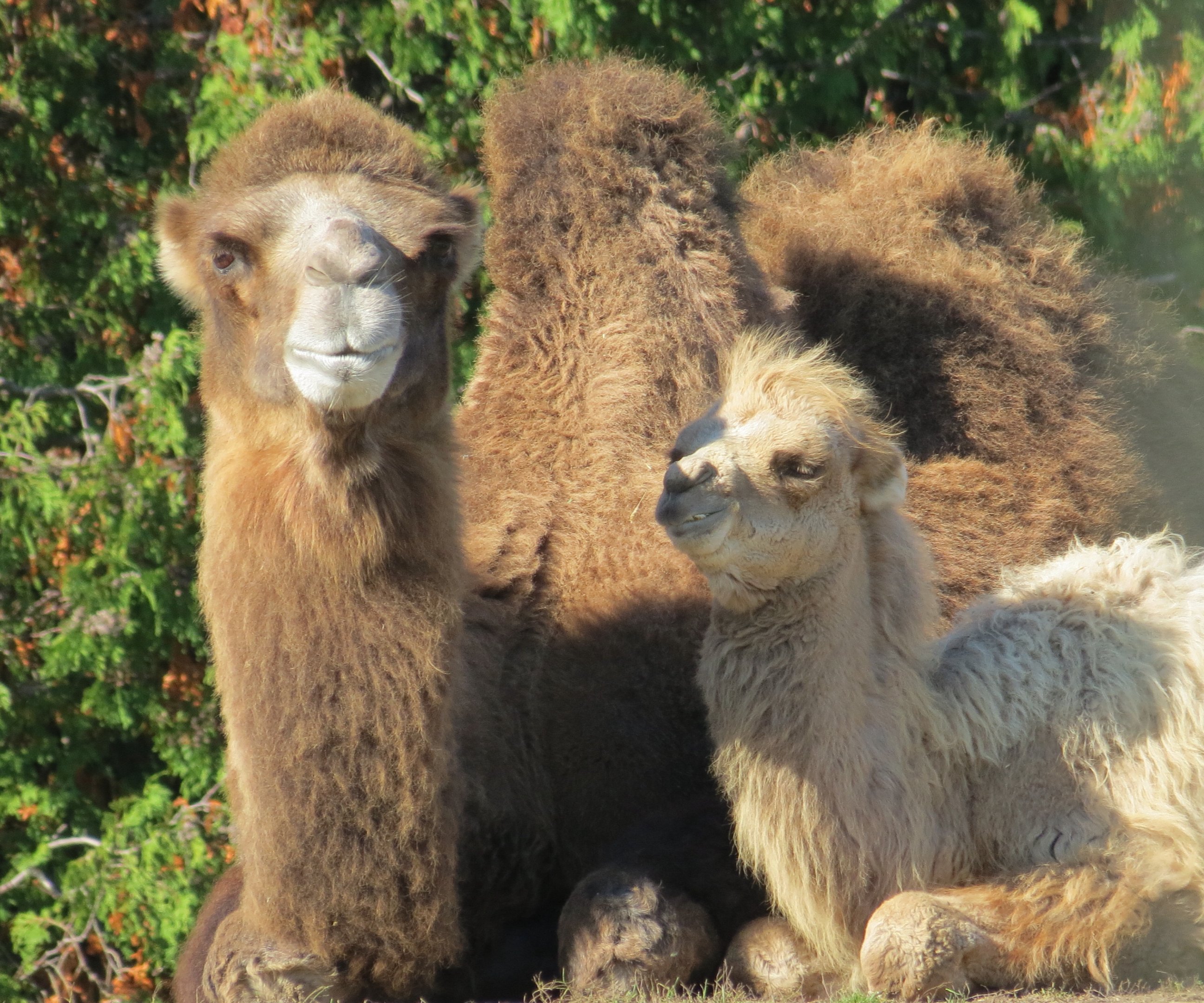 Bactrian Camel