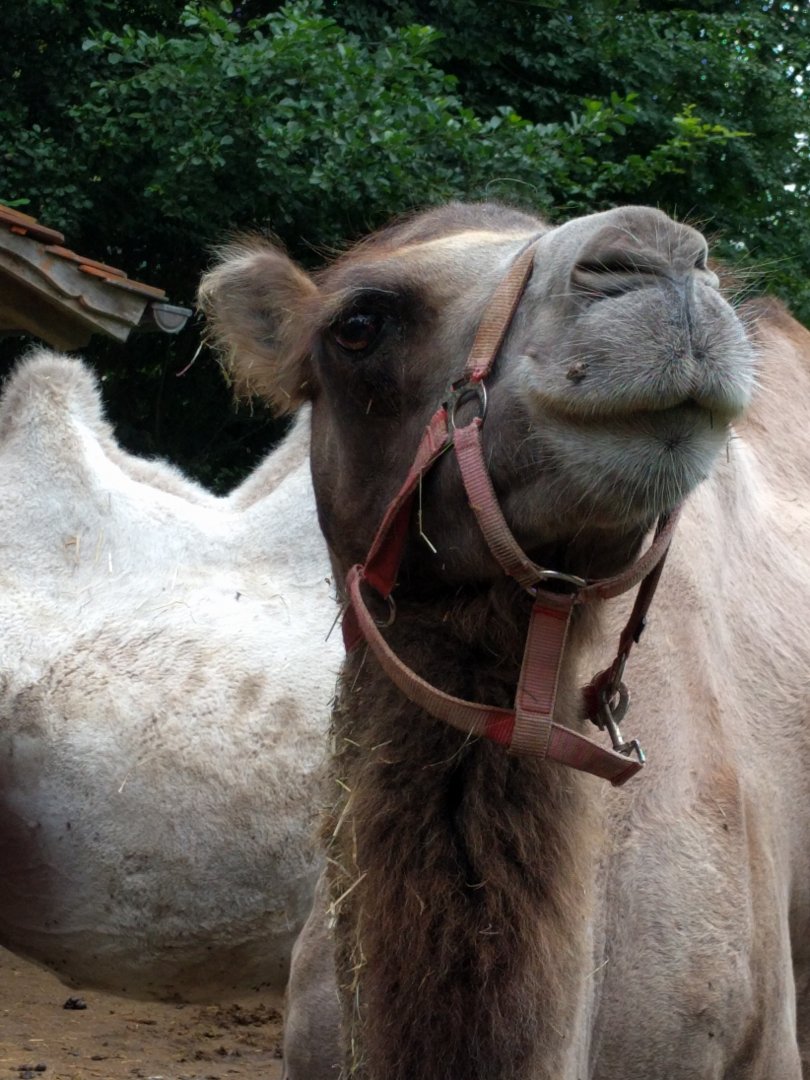 Bactrian Camel