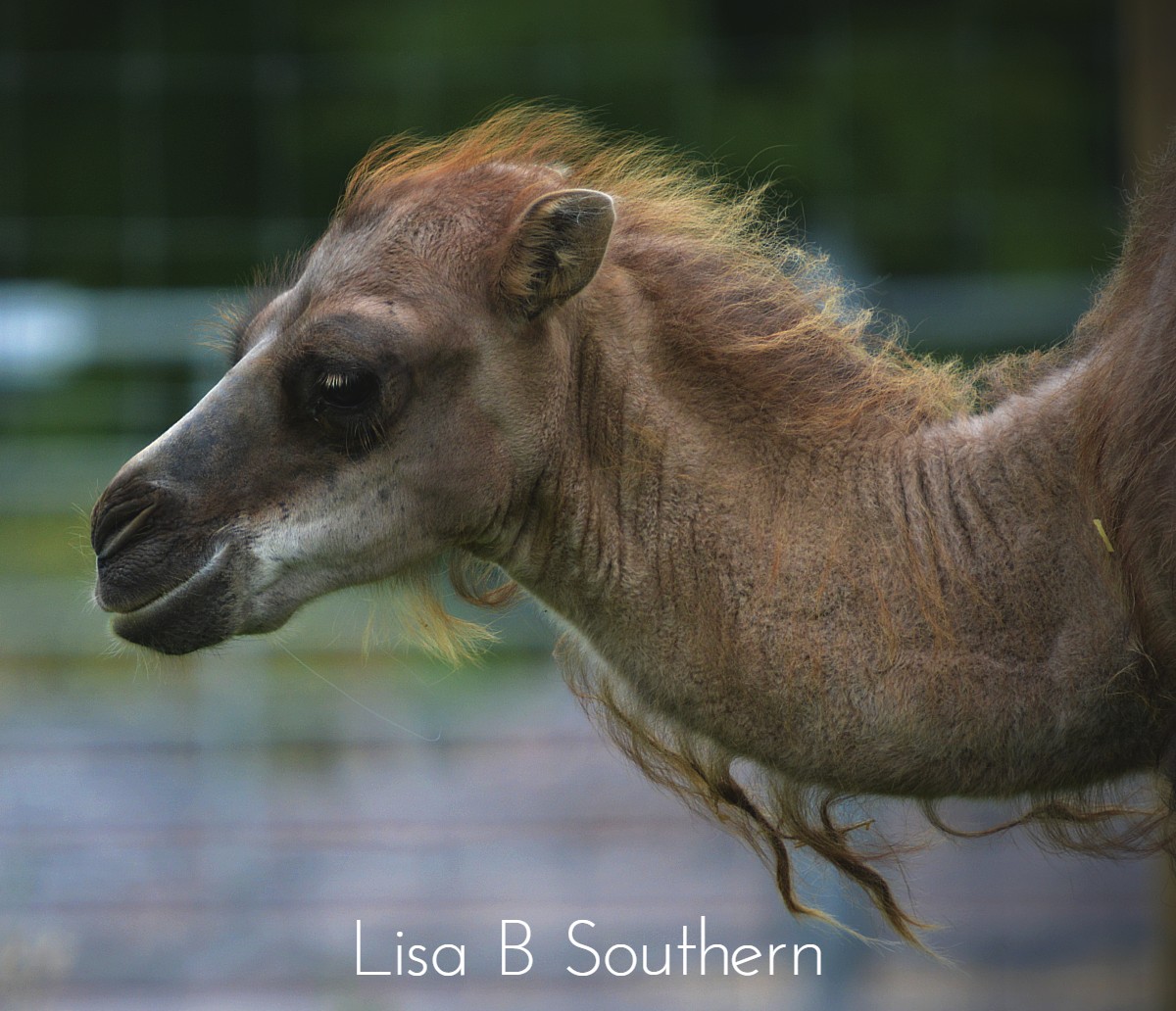 Bactrian Camel