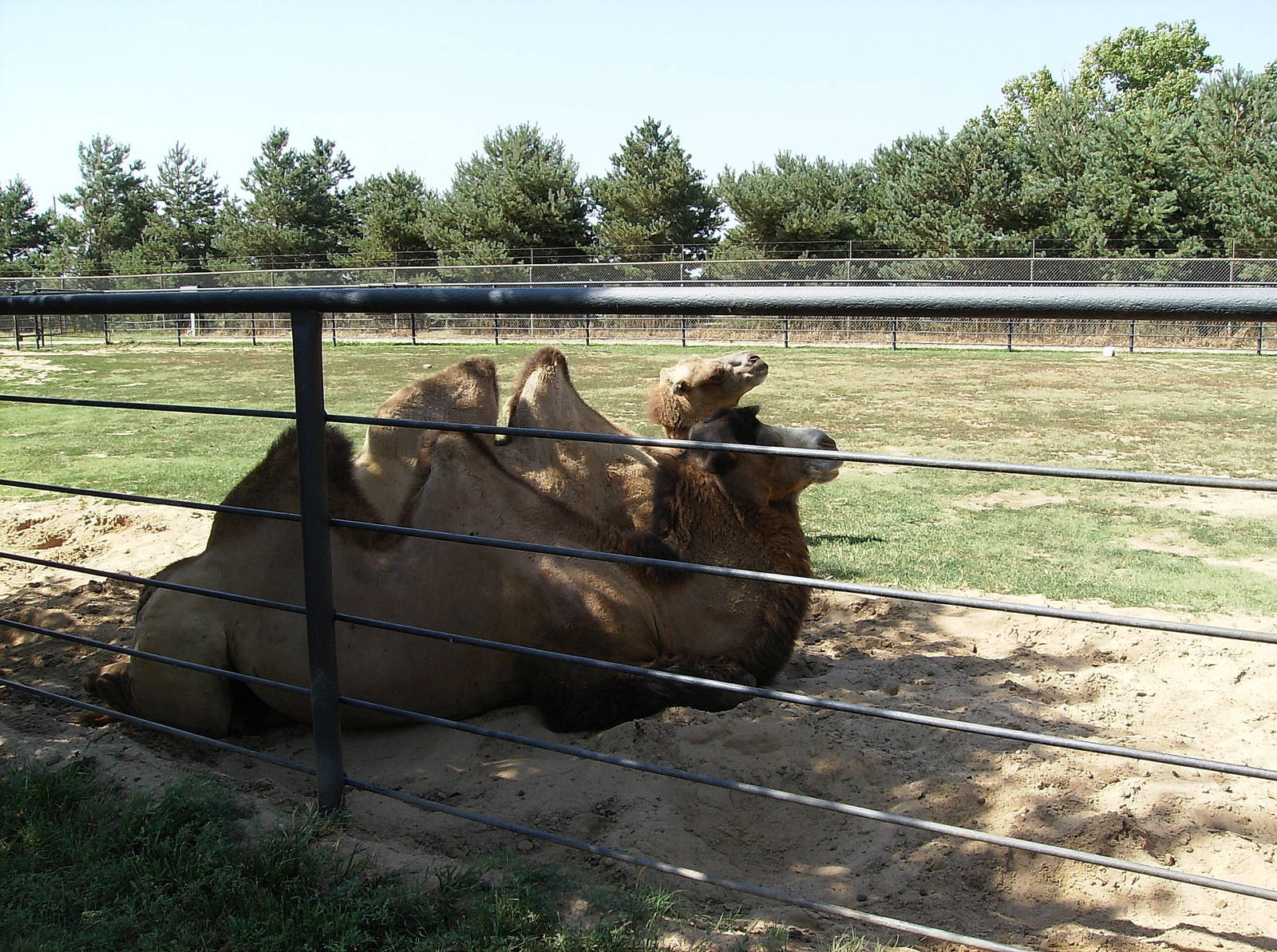 Bactrian Camel