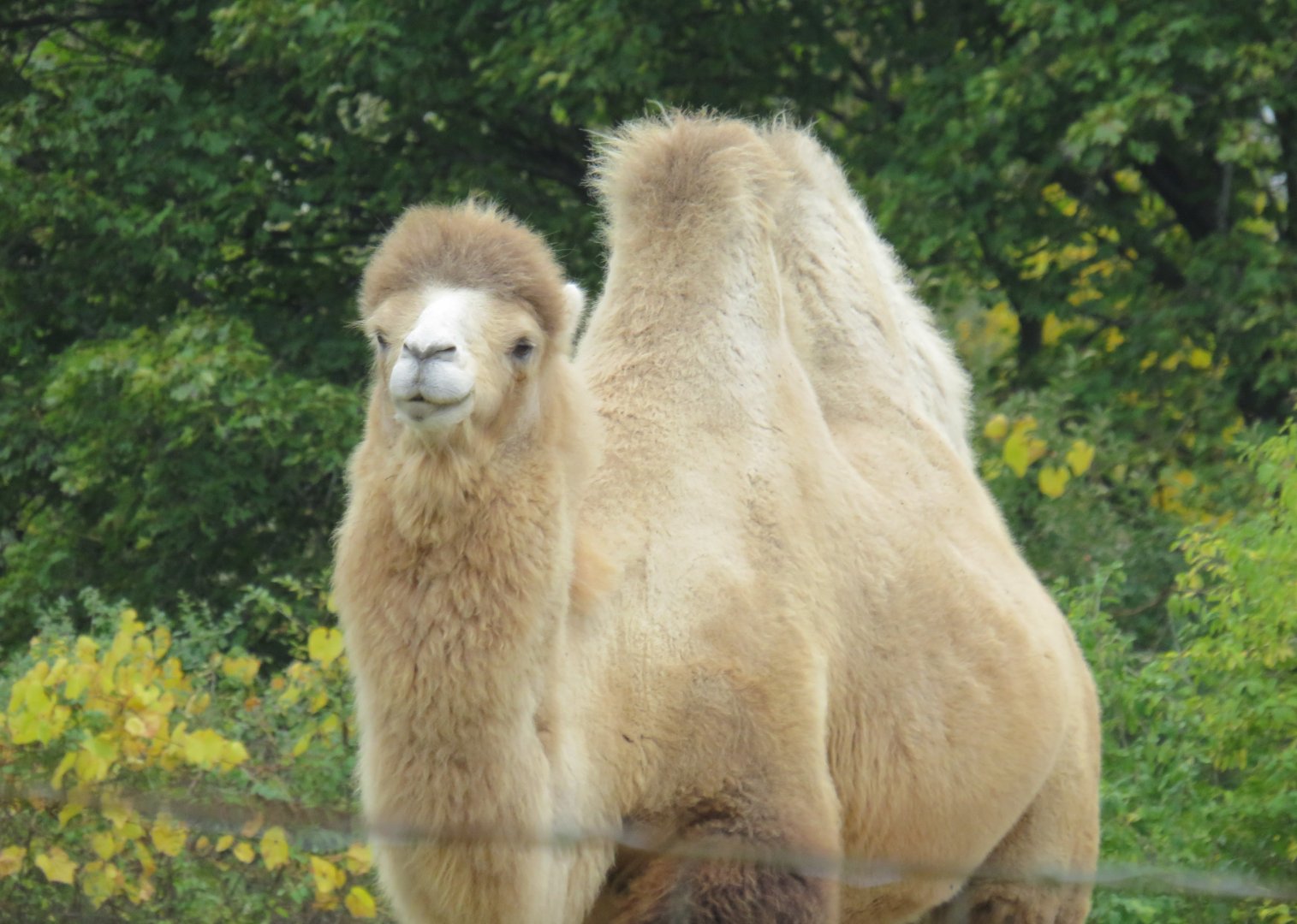 Bactrian camel