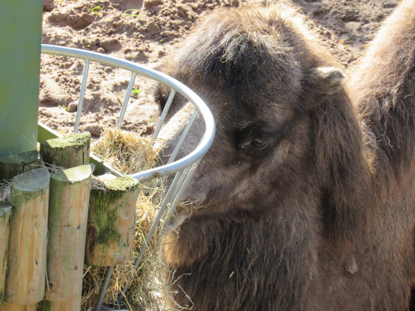 Bactrian Camel