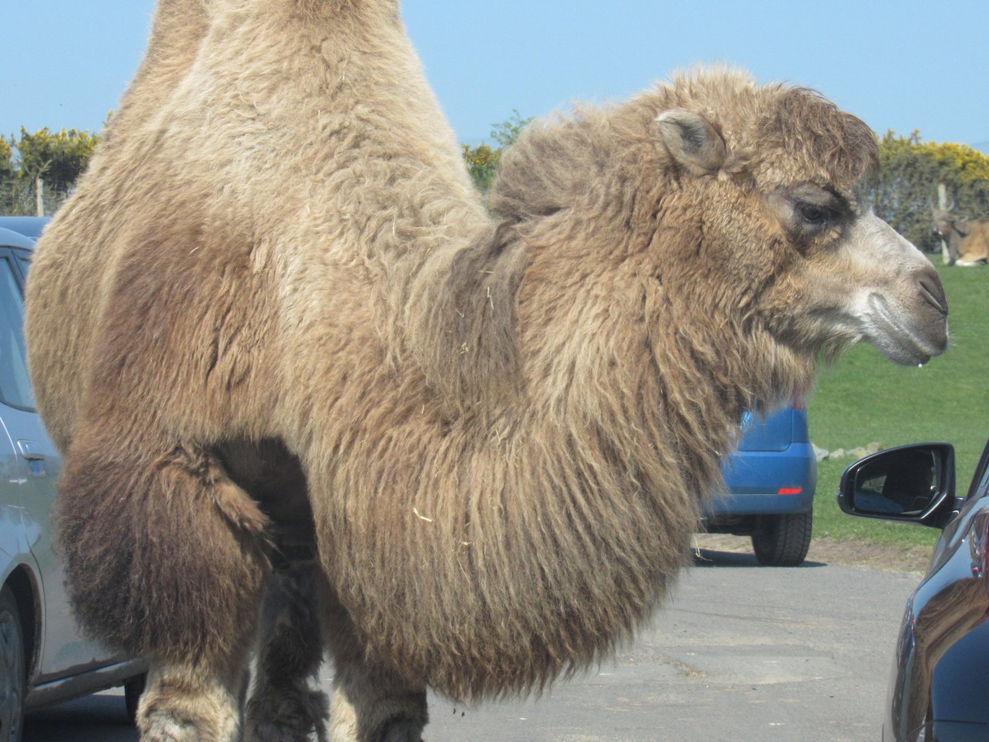 Bactrian Camel