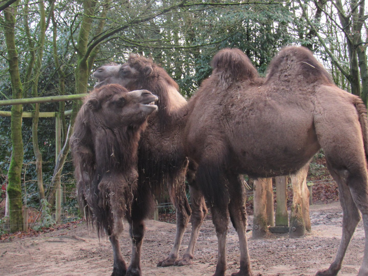 Bactrian Camel
