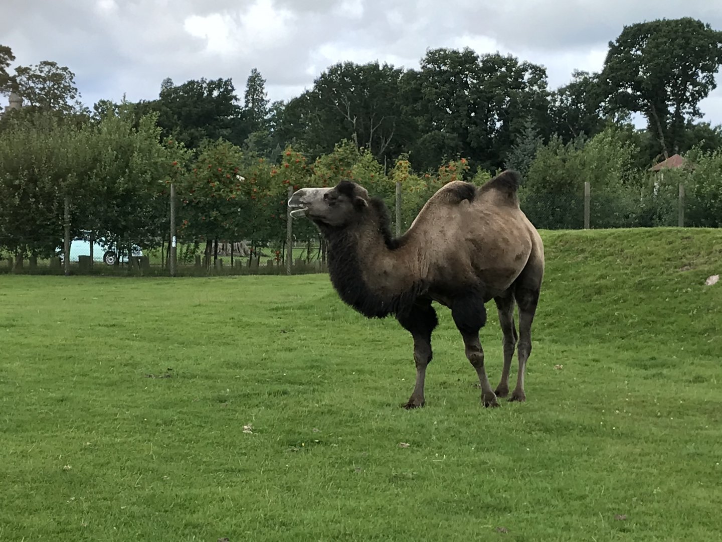 Bactrian camel