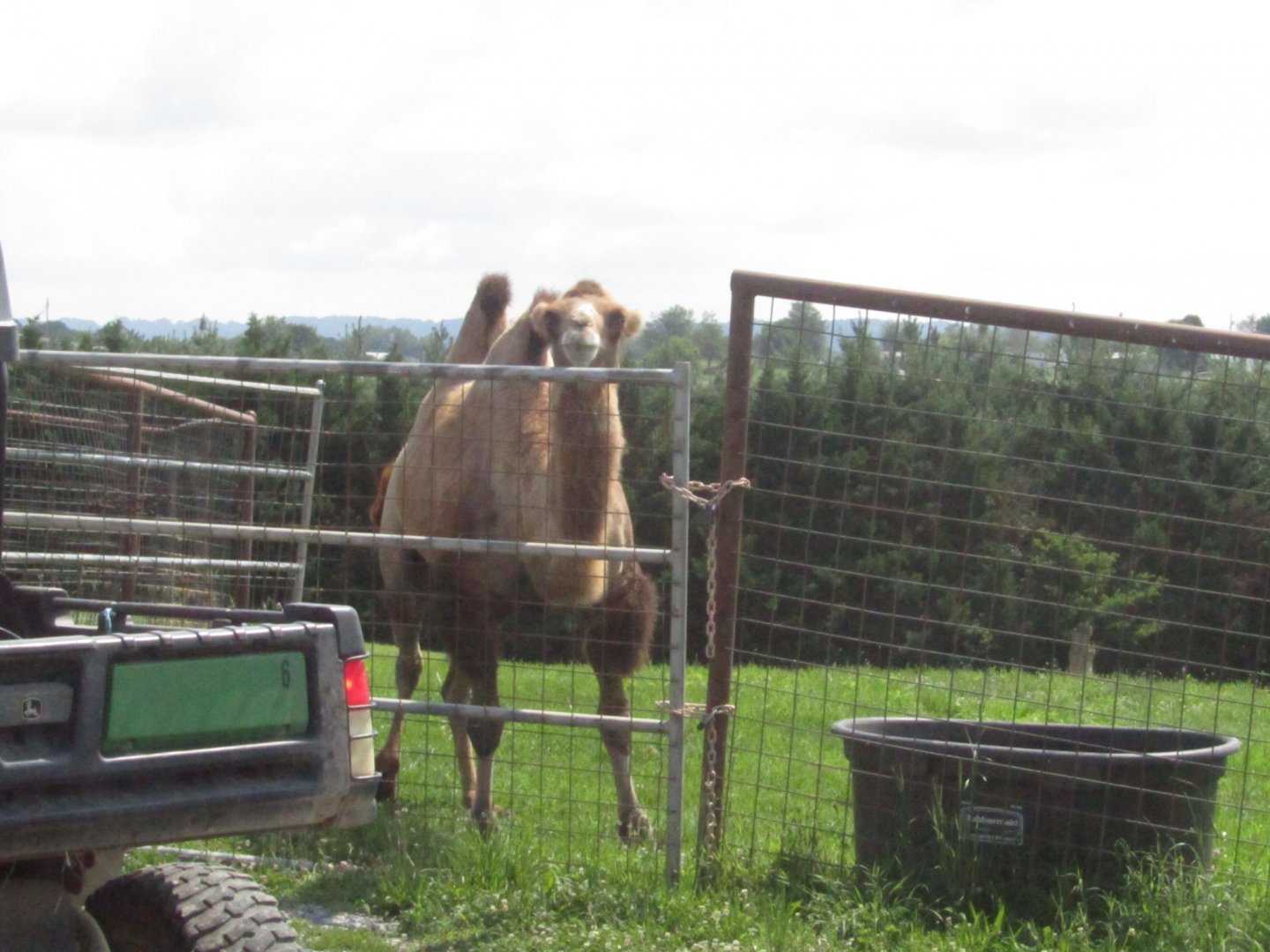 Bactrian Camel