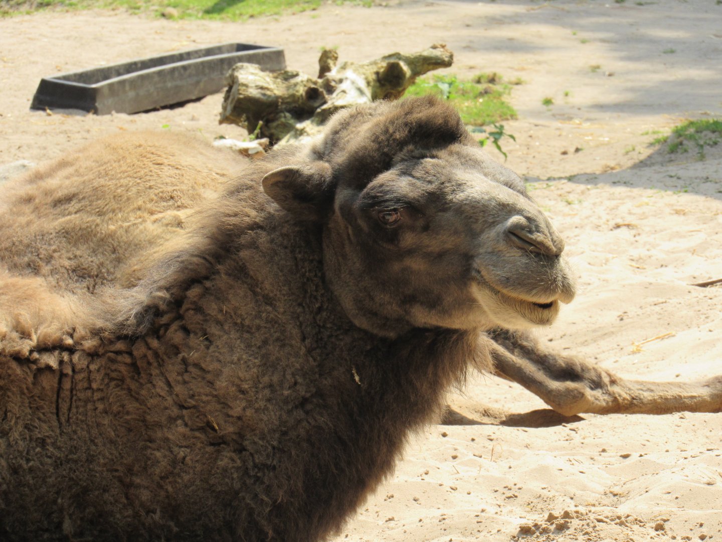 Bactrian Camel