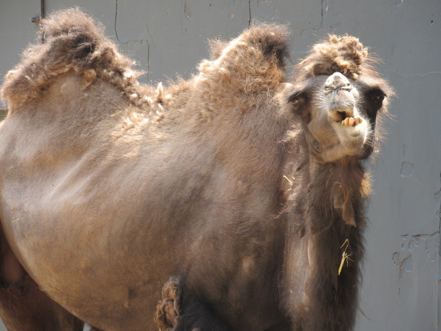 Bactrian Camel