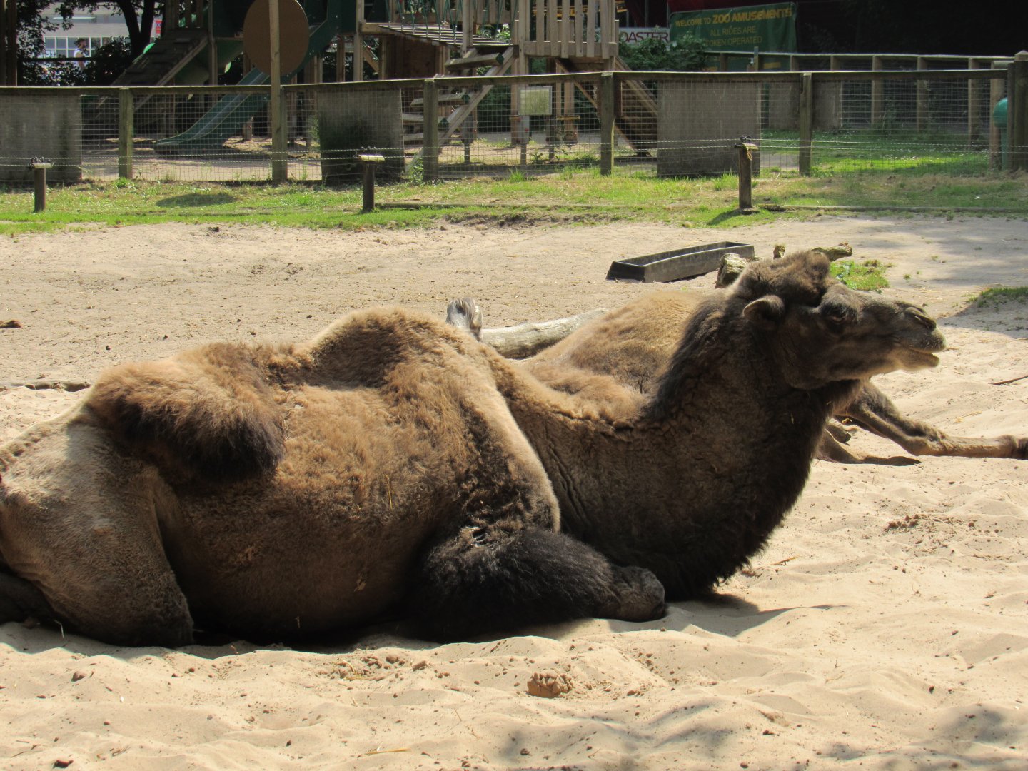 Bactrian Camel