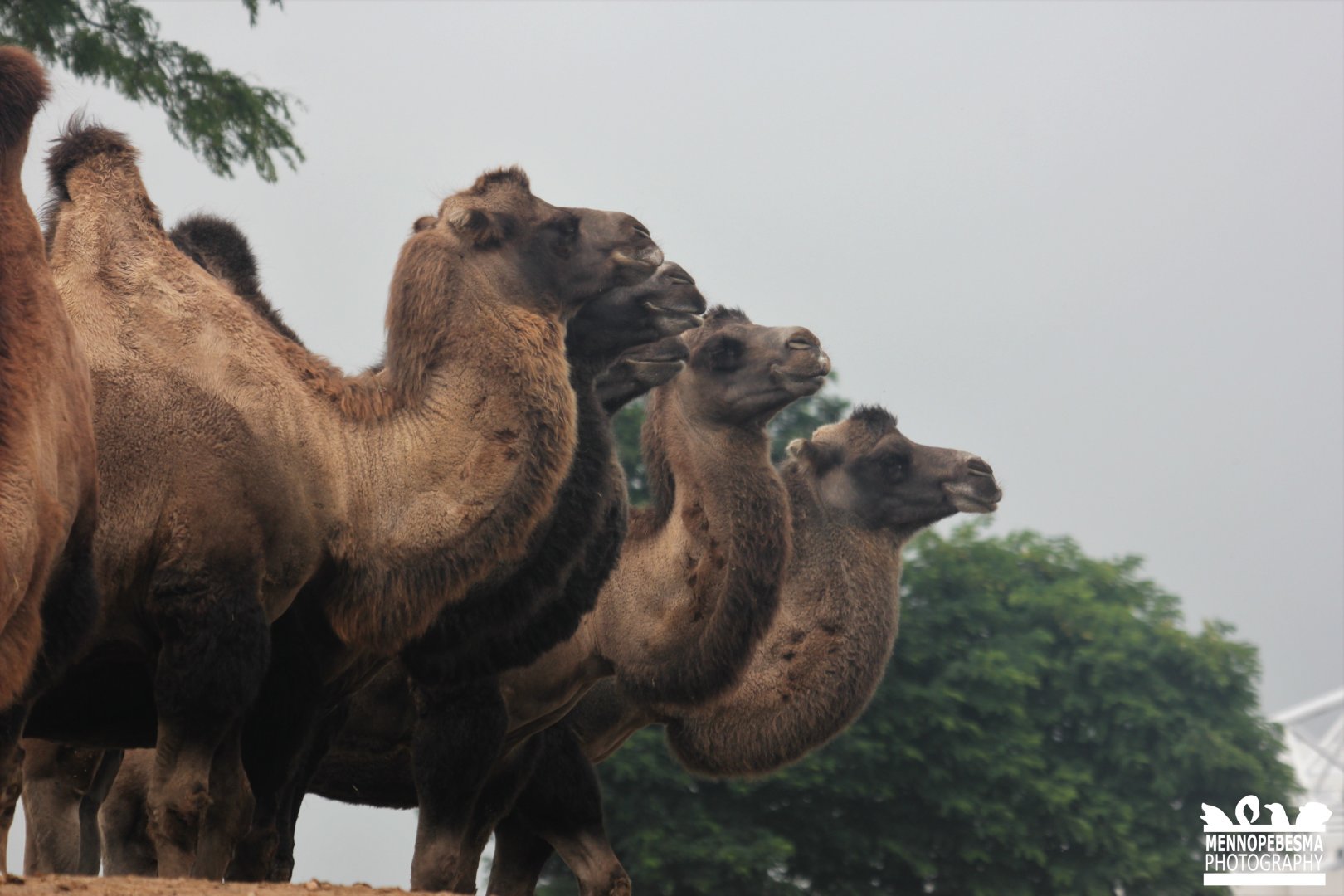 Bactrian camel