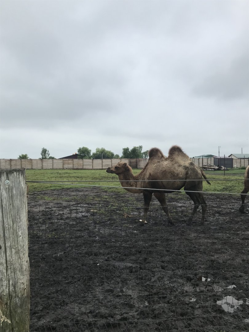 Bactrian Camel