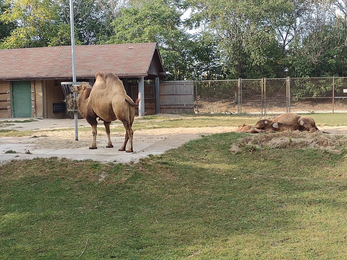 Bactrian Camel