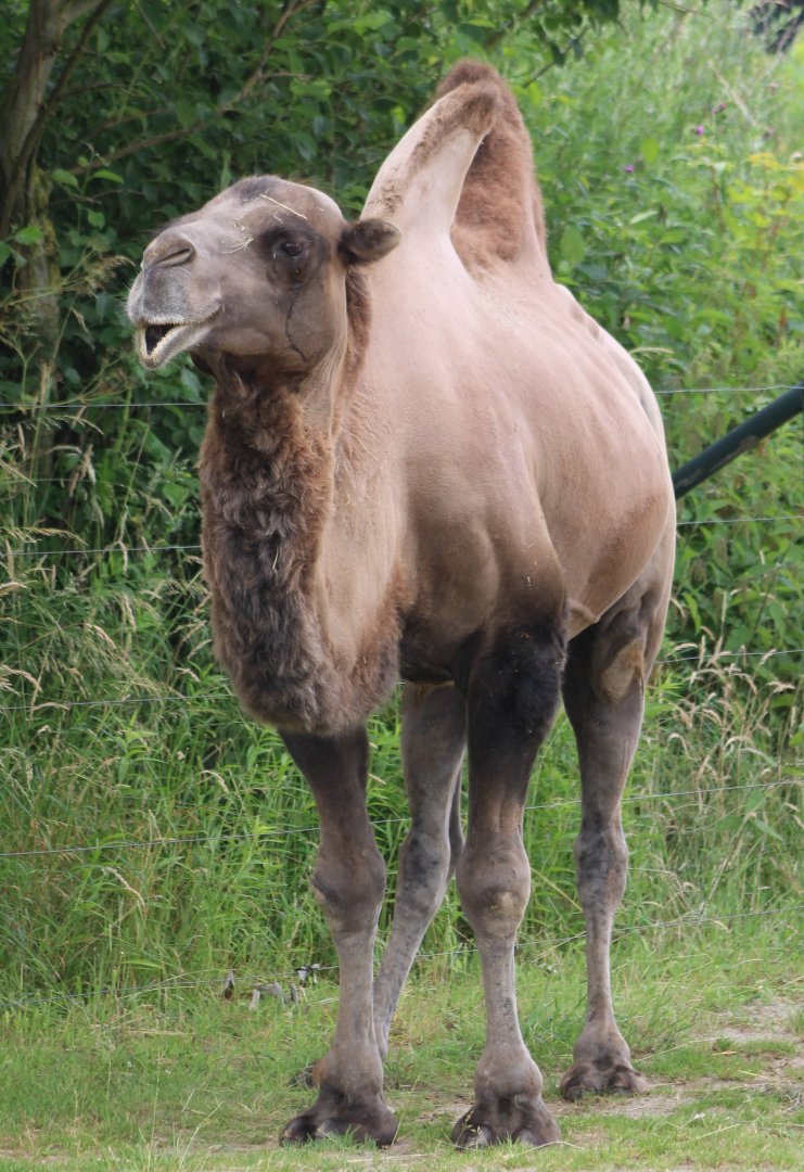 Bactrian camel