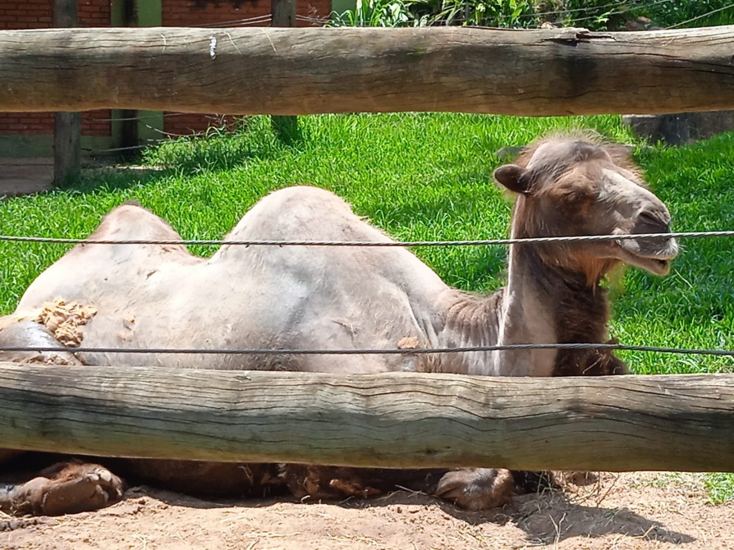 Bactrian camel