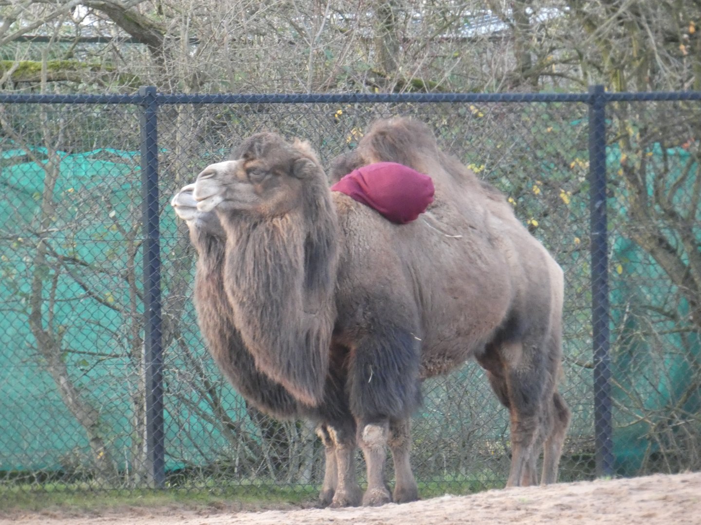 Bactrian camel