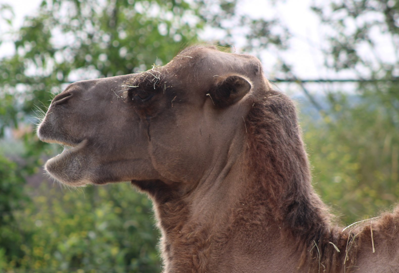 Bactrian camel