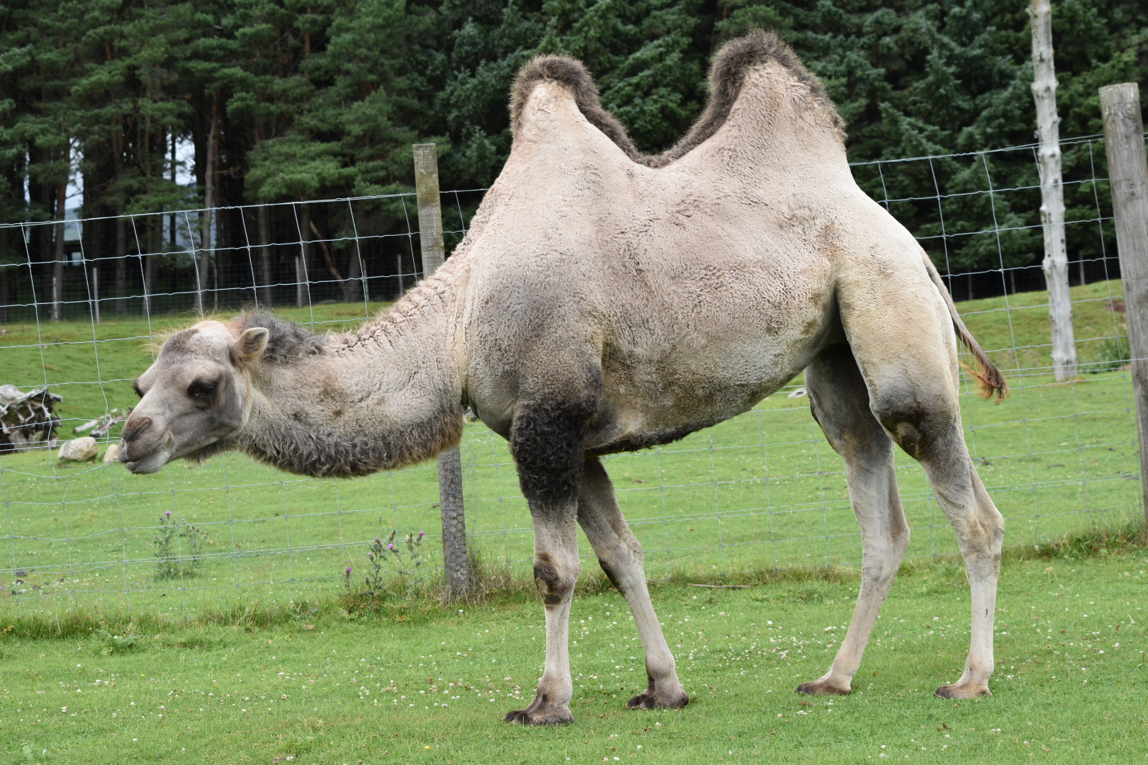 Bactrian Camel