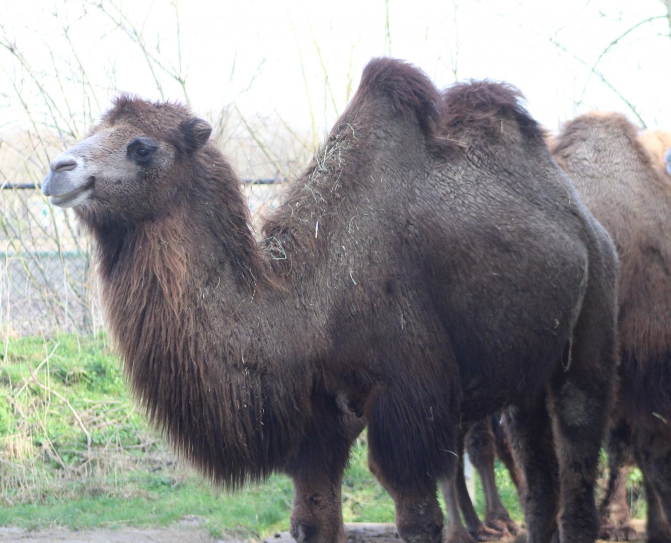 Bactrian camel